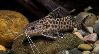 Synodontis contractus (Синодонтис контракции)