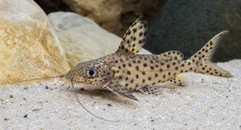 Synodontis multipunctatus (Петна синодонте)