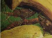 Synodontis nigriventris Черната глав�...