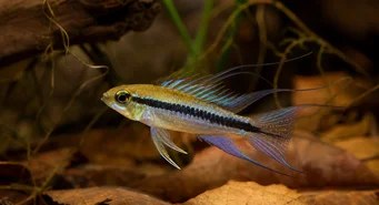 Taeniacara candidi Кандидат