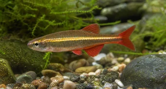 Tanichthys albonubes Горкият неон