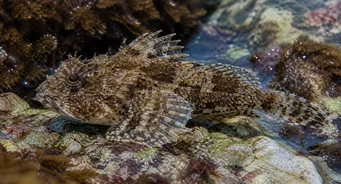 Taurulus bubalis (Морски чабо)