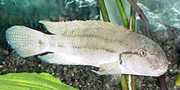Telmatochromis temporalis Temporalis