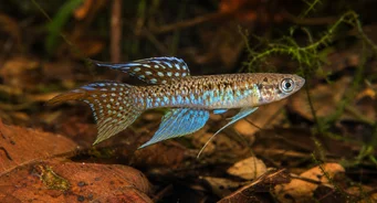 Terranatos dolichopterus Killie-Ander