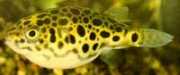Tetraodon schoutedeni Конго Тетрадон, Леопардов тетрадон