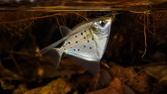 Thoracocharax stellatus Сребърна риба на Хачет