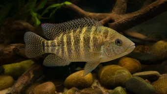 Tilapia mariae Пет -лентов тилапия