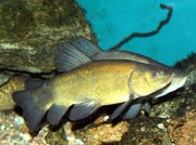 Tinca tinca Обикновен танкер