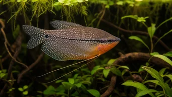 Trichogaster leeri Мозайка Гурами