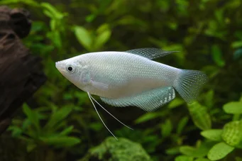 Trichogaster microlepis Гурами Луна