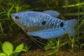 Trichogaster trichopterus sumatranus Гурами с три златни петна