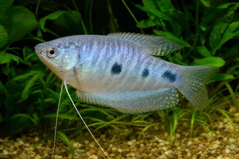 Trichogaster trichopterus Три петна, Blue Gourami