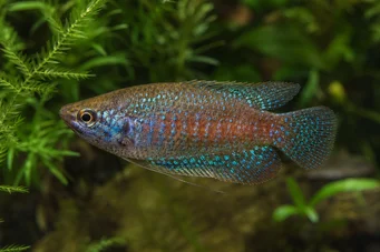 Trichopsis pumila Джудже Гурами