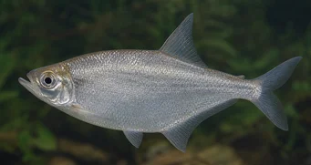 Triportheus angulatus Пунктуиран