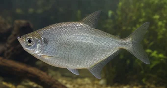 Triportheus rotundatus Кръгла арбалетна тетра