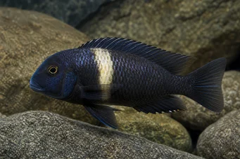 Tropheus duboisi Дубоизи