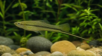Xiphophorus montezumae (Притежател на мечове на Монтезума)