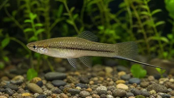 Xiphophorus neuzalanahotl (Петнист меч)