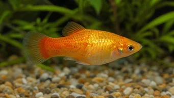 Xiphorus maculatus (Xipho Green или Xipho Wild)