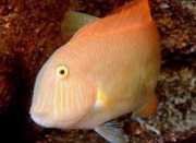 Xyrichthys novacula Перла