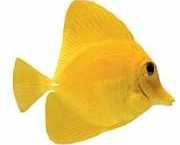 Zebrasoma flavescens Жълт хирург