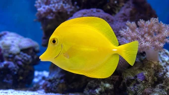 Zebrasoma flavescens