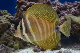 Zebrasoma veliferum