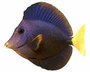 Zebrasoma xanthurum Жълта -Акантор