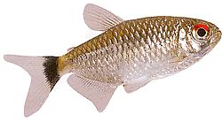 Moenkhausia oligolepis (Moenkhausia с червени очи)