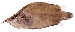Monocirrhus polyacanthus (Пожарникар)