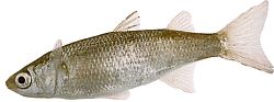 Mugil labrosus (Мулета с големи устни)