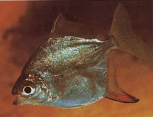 Myleus rubripinnis rubripinnis (Metynnis с червена кука)
