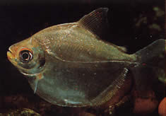 Mylossoma aureum (Помпано, Златен Паку)