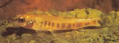 Nannocharax macropterus Африкански тетра-флочет с големи перки
