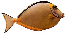 Naso lituratus (Носни оранжеви шпори)
