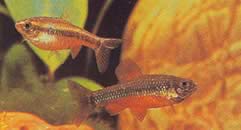 Neolebias ansorgii (Characin de Ansorge, Rouge du Cameroon)