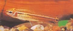 Neolebias trilineatus Африкански характер с три групи