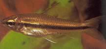 Neolebias unifasciatus Черен неолебиас, африкански характеристики на група