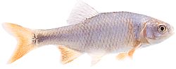 Notropis lutrensis (Американски идеи с червени перки)