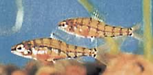 Odontocharacidium aphanes Одонтохараракционни афани