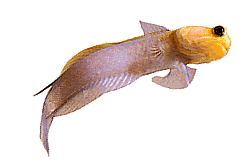 Opistognathus aurifrons Опистогнат отпред Doré