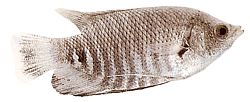 Osphronemus goramy (Гигантски Гурами)