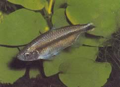 Petersius conserialis (Петерсий Conseialis)