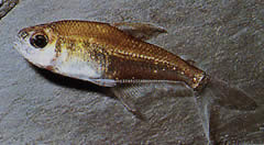 Phenacogaster megalostictus Голяма петна стъклена тетра