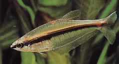 Phenagoniates macrolepis