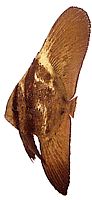 Platax orbicularis Орбикуларна прилепна риба