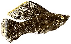 Poecilia latipinna (Моли Вейл)