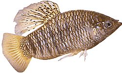 Poecilia nigrofasciata Black Ray Poecilia