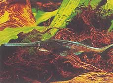 Polyodon spathula (Мисисипи Полидон)