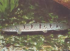 Polypterus delhezi (Zaïre Polyptere (Бихир))